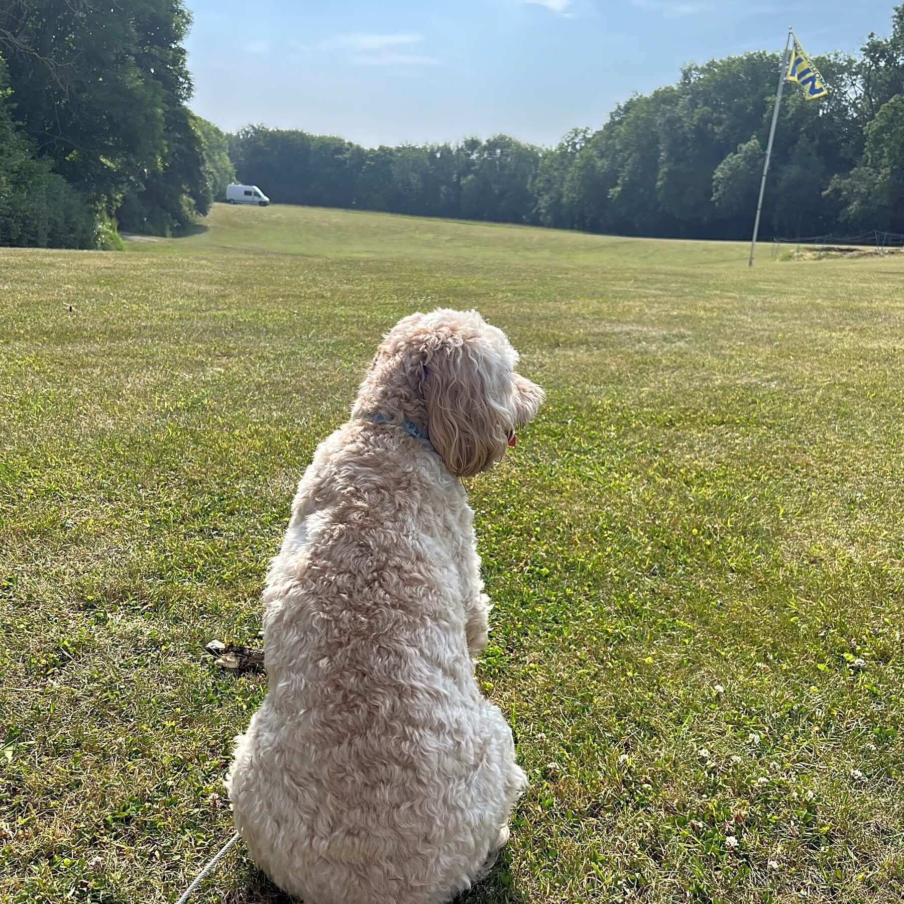 A dog sitting on the grass looking out across the field at Woodside Field