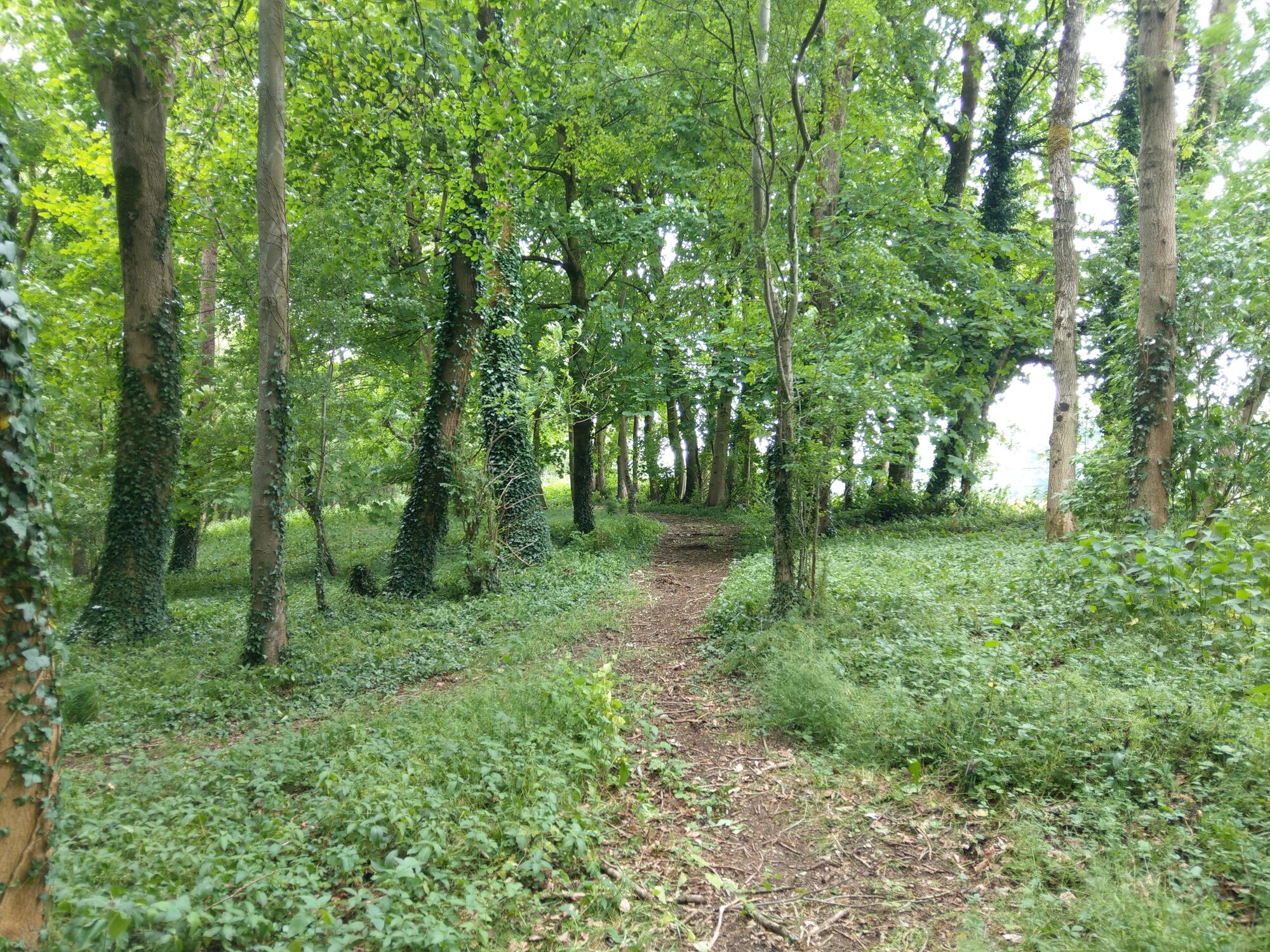 A footpath winding through the small woodland beside the field