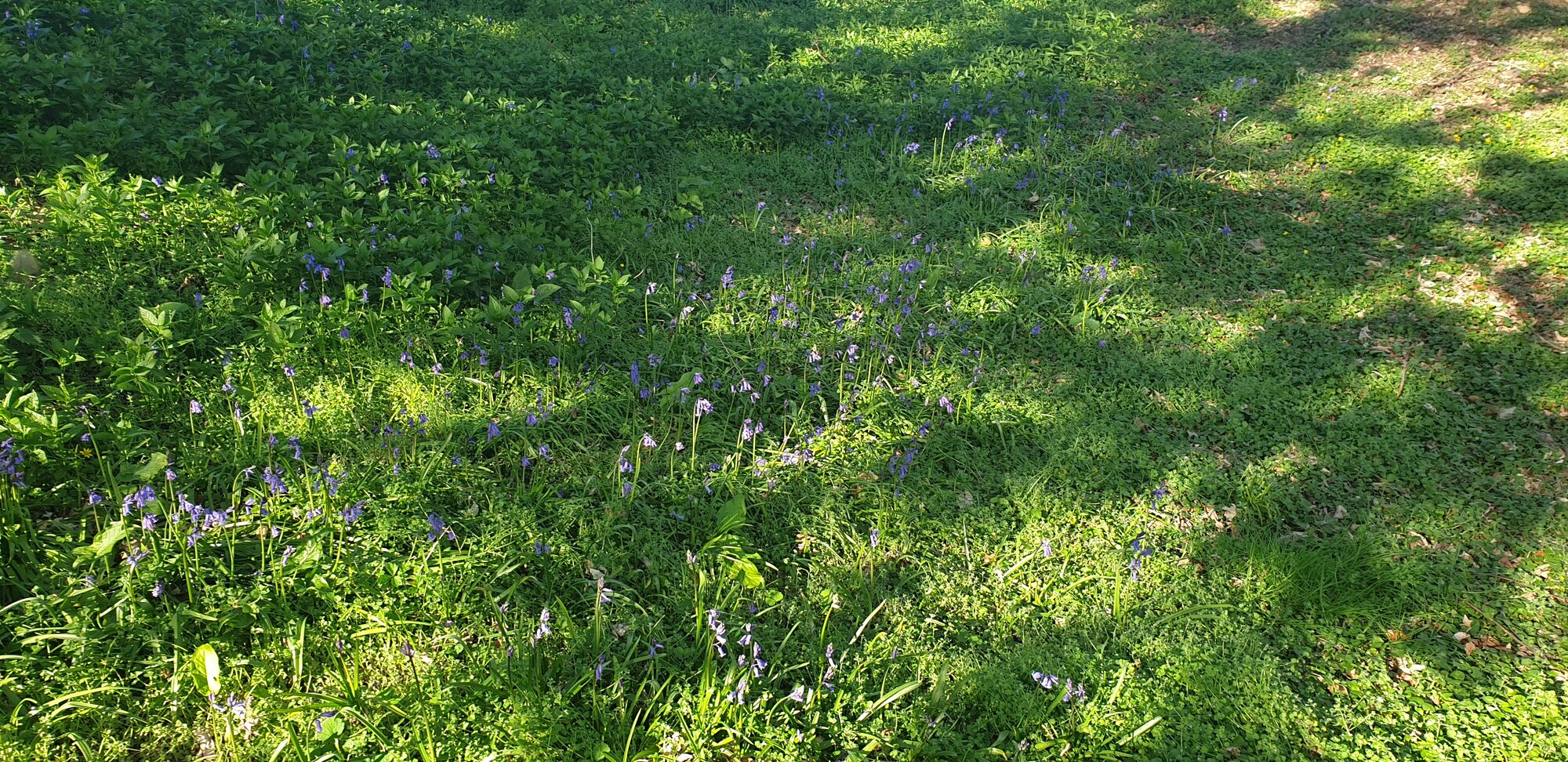 Bluebells flowering in dappled sunlight on the woodland floor